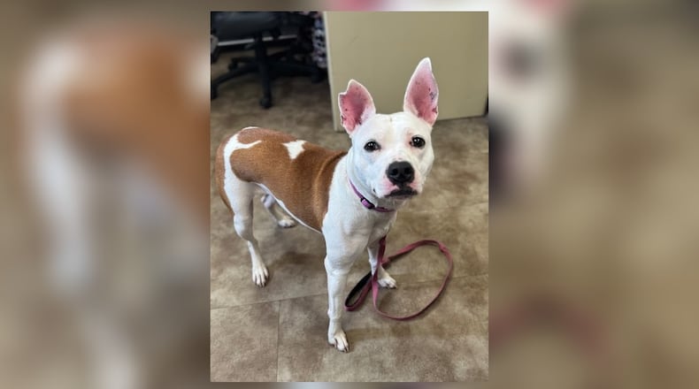 Meet Diamond! This young mix breed pup is as precious as her name. Diamond weighs around 32 lbs. She’s a smart cookie who keeps her kennel tidy and loves nothing more than playtime with her favorite humans. Could you be the forever home she has been searching for? Adopt her for $22 this week at the shelter. Clark County Dog Shelter is at 5201 Urbana Road, Springfield. CONTRIBUTED