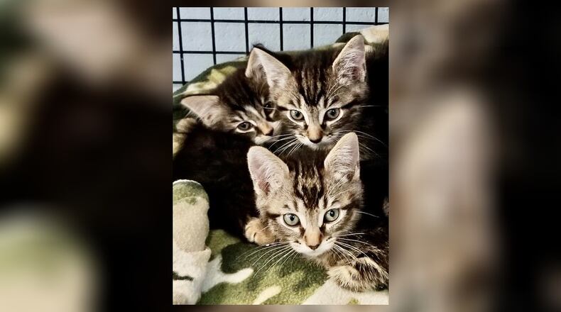 Meet Frankie, Augie and Castle. We believe these three are brothers. Cute, playful little kittens who would be great in just about any home. Come meet them, no appointment needed, in the Kitten Cove room at the Paws Animal Shelter, 1535 West U.S. Highway 36, Urbana. Check out PAWS at www.pawsurbana.com, on Facebook at www.facebook.com/paws.urbana, on Petfinder at petfinder.com or call 937-653-6233. CONTRIBUTED