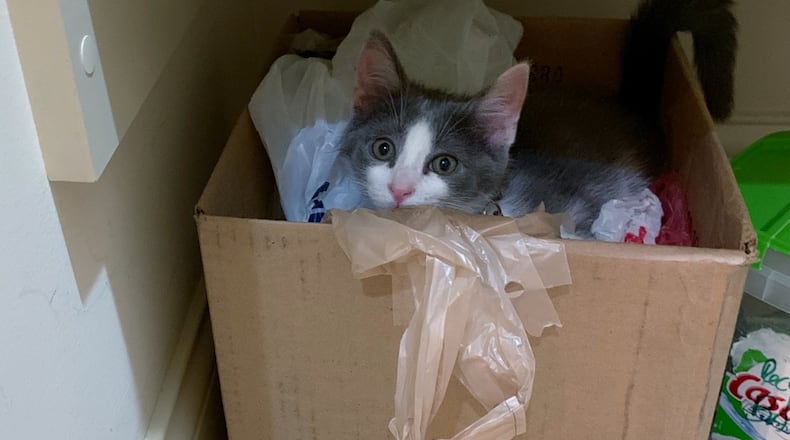 Pip playing in the box of recycled plastic bags. KARIN SPICER / CONTRIBUTED