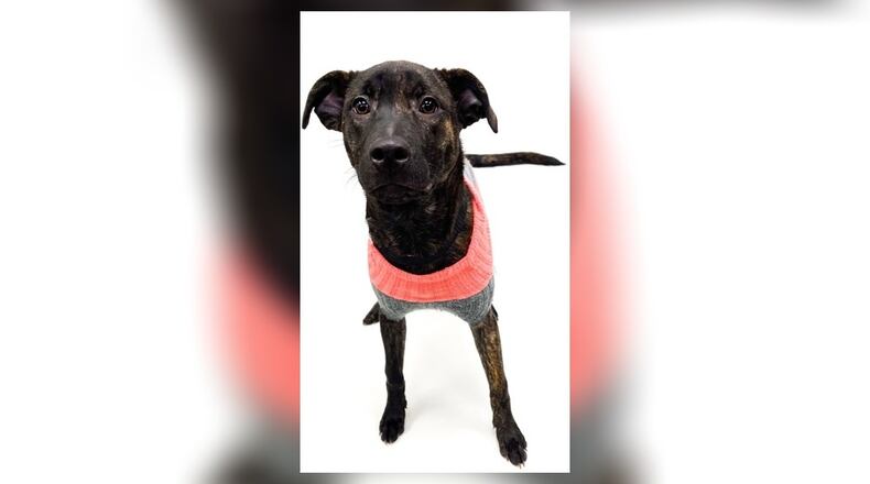 Meet Nissie. She is a mixed breed around 6 months old, which weighs approximately 38 lbs. She is very playful and energetic. She would make a great running partner or an active family pet. Her adoption fee this week is $77, as she is the Pet of the Week, and that includes her spay, vaccines, microchip, dog license and a free vet check. If you are interested in meeting Nissie, call 937-521-2140 for an appointment. Visit her at the Clark County Dog Shelter, 5201 Urbana Road, Springfield. For more information, call 937-521-2140 or visit www.facebook.com/clarkcountydogshelter. CONTRIBUTED