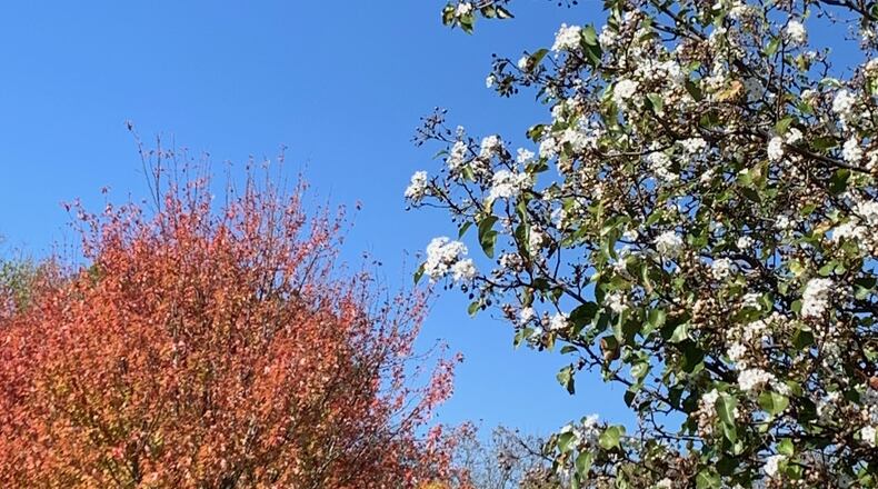 Reader Don Nowak’s crabapple almost in full bloom in October due to drought conditions.