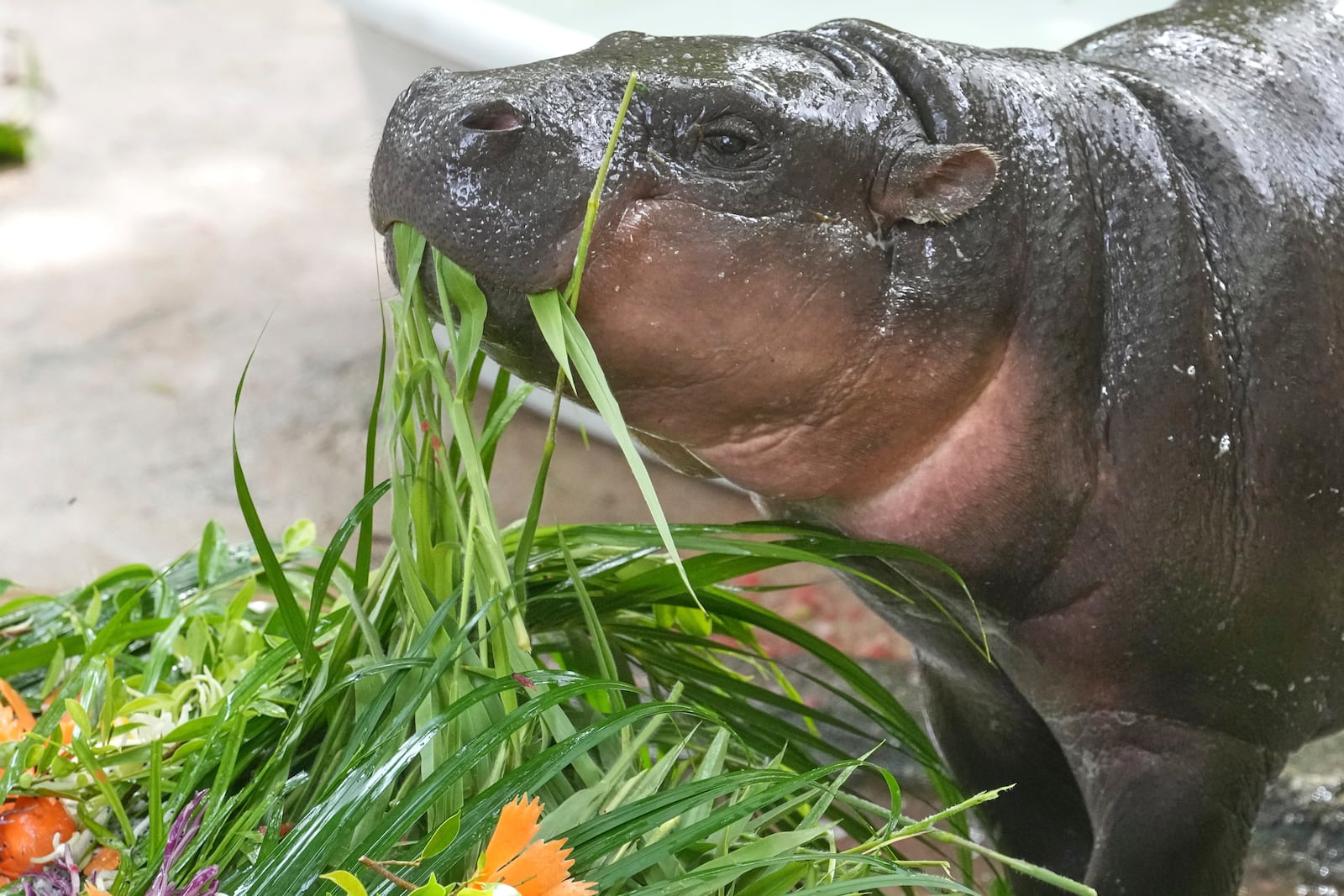 A baby pygmy hippo, Moo Deng eats fruit presented for her first birthday celebration at the Khao Kheow Open Zoo in Chonburi province, Thailand, Thursday, July 10, 2025. (AP Photo/Sakchai Lalit)