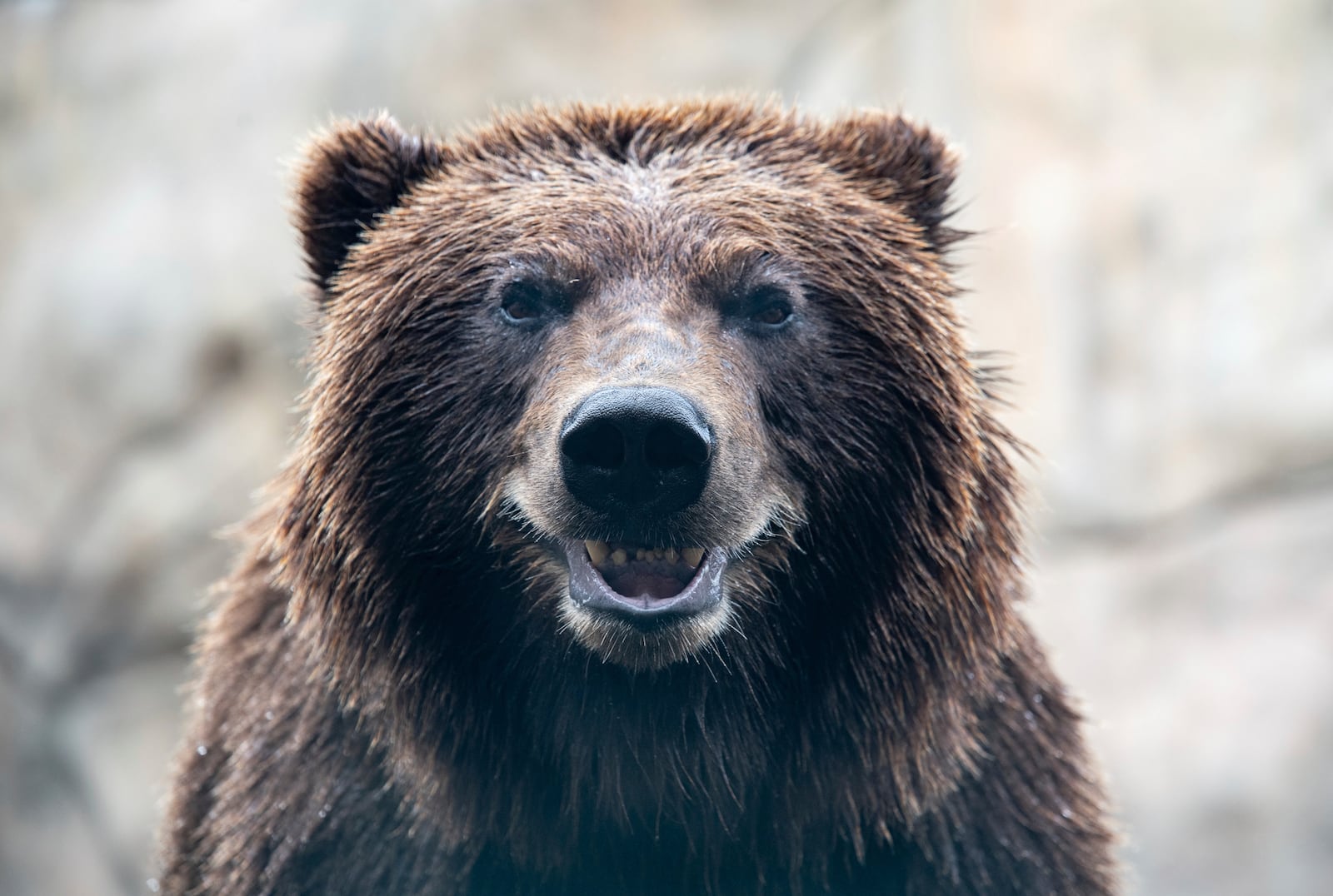 This undated image provided by the Lake Superior Zoo, shows Tundra, an Alaskan brown bear, before undergoing a procedure for a new canine tooth, Monday June 23, 2025, at the zoo in Duluth, Minn. (Lake Superior Zoo via AP)