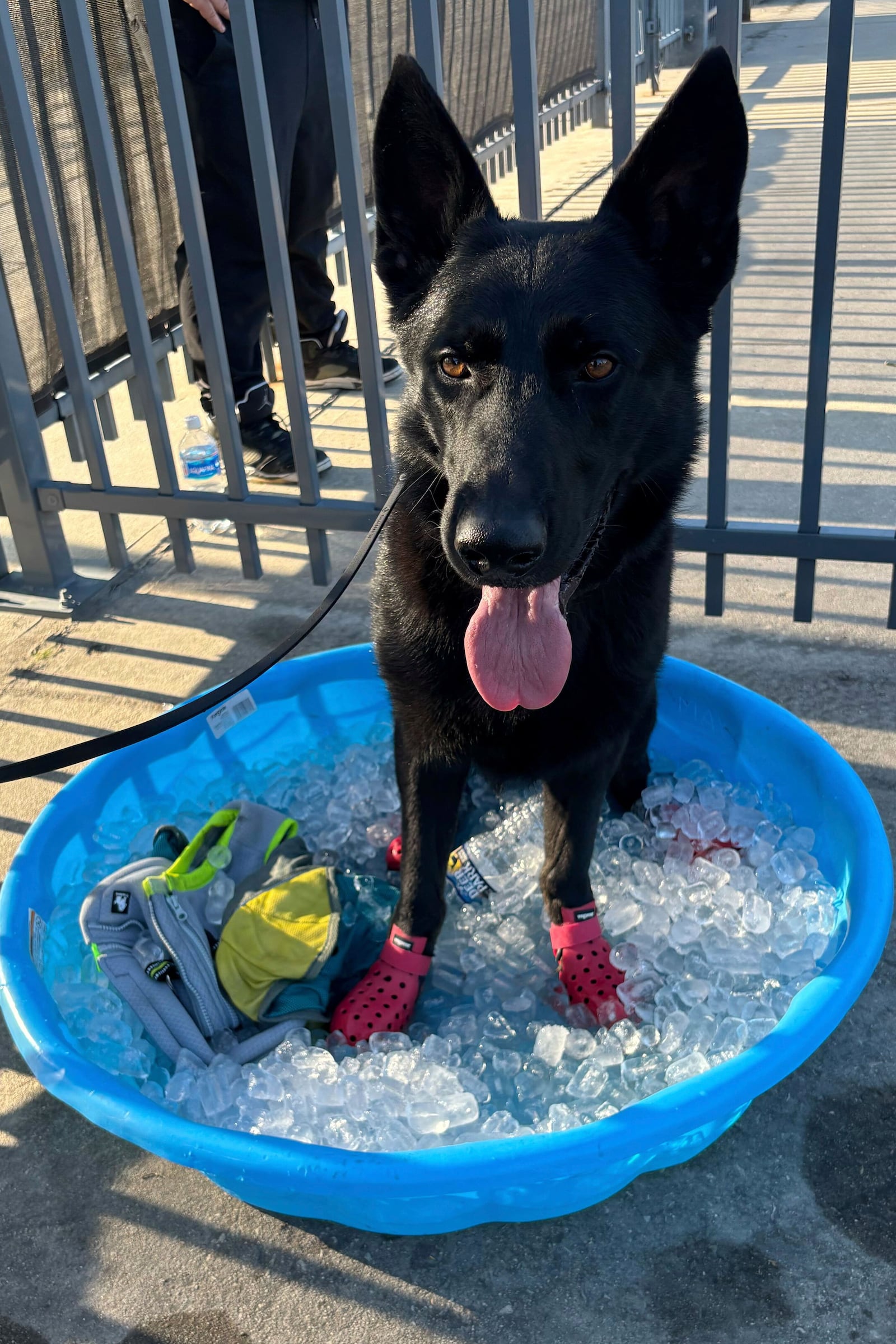 In this photo provided by Cody Schwartz, manager of 3DK9 Detection Services, K-9 Jett cools off in a kiddie pool filled with ice while working at the Club World Cup Group D soccer match between Esperance Tunisie and Chelsea in Philadelphia, Tuesday, June 24, 2025. (Cody Schwartz via AP)