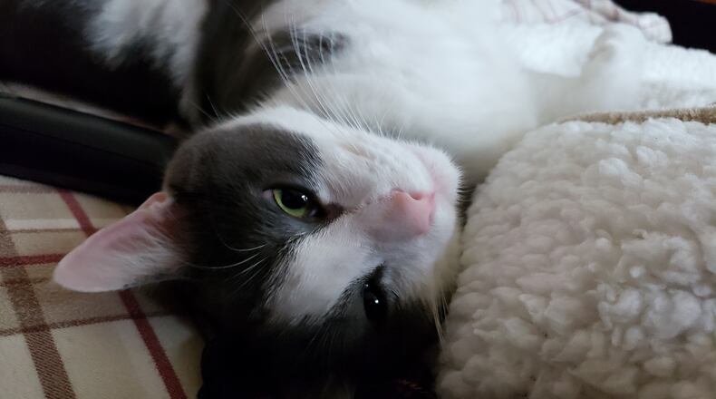 Pip is trying to wake his dad up so he can have his breakfast. KARIN SPICER PHOTO