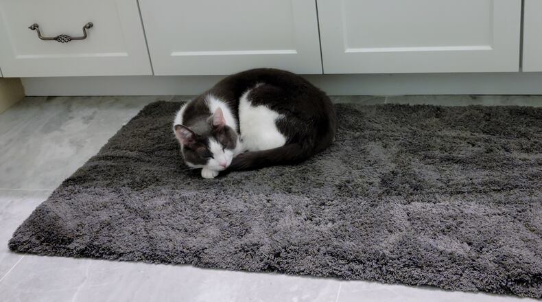 Pip made biscuits on the thick, soft, plush rug, stretching each paw in almost a musical rhythm or beat before lying down for his afternoon nap. CONTRIBUTED