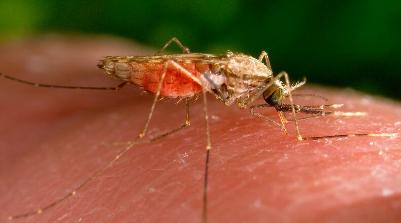 The Clark County Combined Health District found West Nile virus in a mosquito sample at the end of June. (James Gathany/CDC via AP, File)