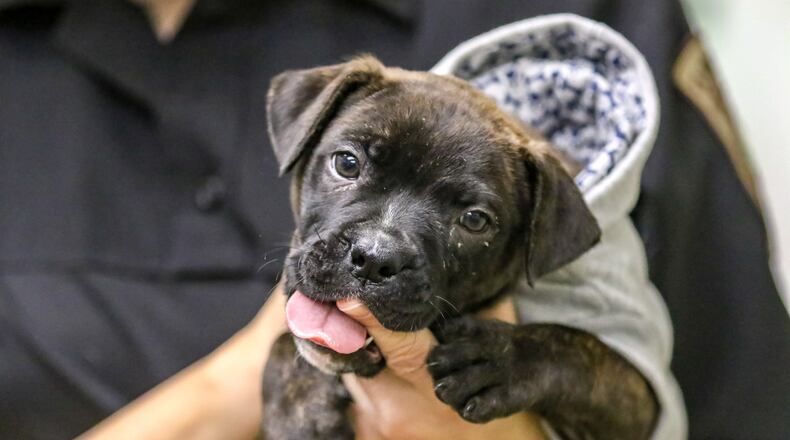 Clark County Dog Warden Sandi Click holds a puppy brought into the shelter earlier this year.