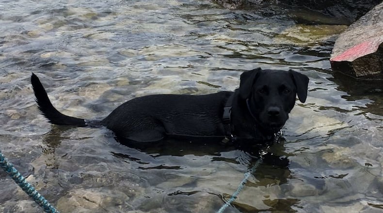 Teddy cooling off during a walk on the shores of Lake Michigan. JORDAN BLAKE / CONTRIBUTED