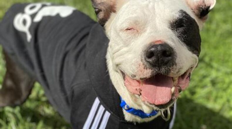 Hei Hei is the Clark County Pet of the Week from the Clark County Dog Shelter