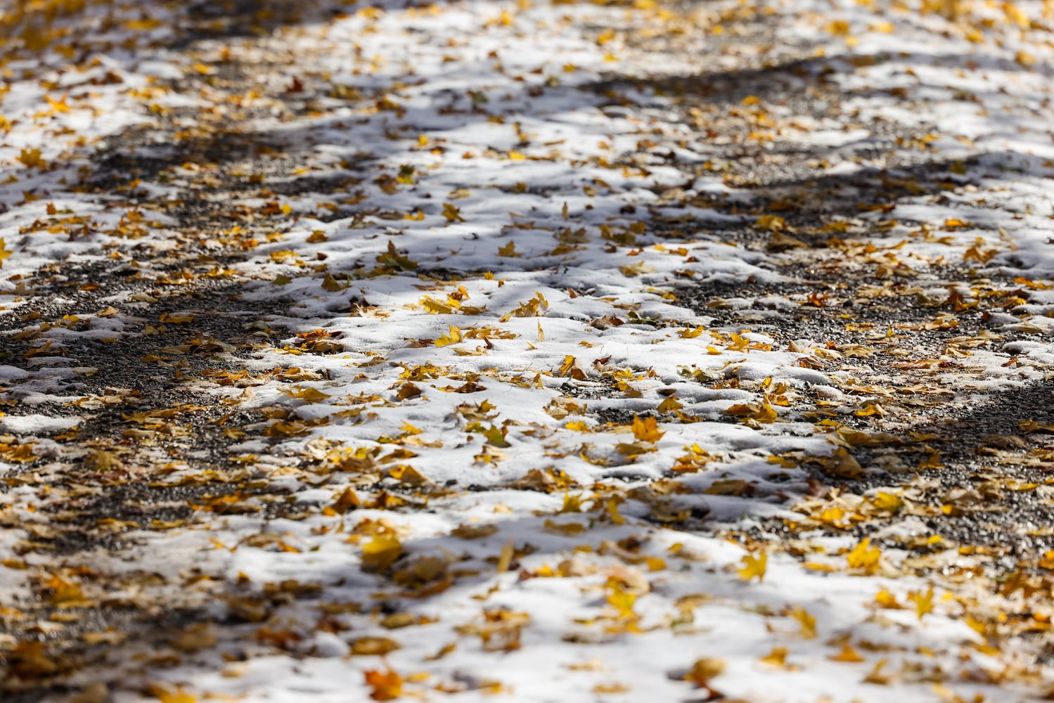 111025 snow cox carm