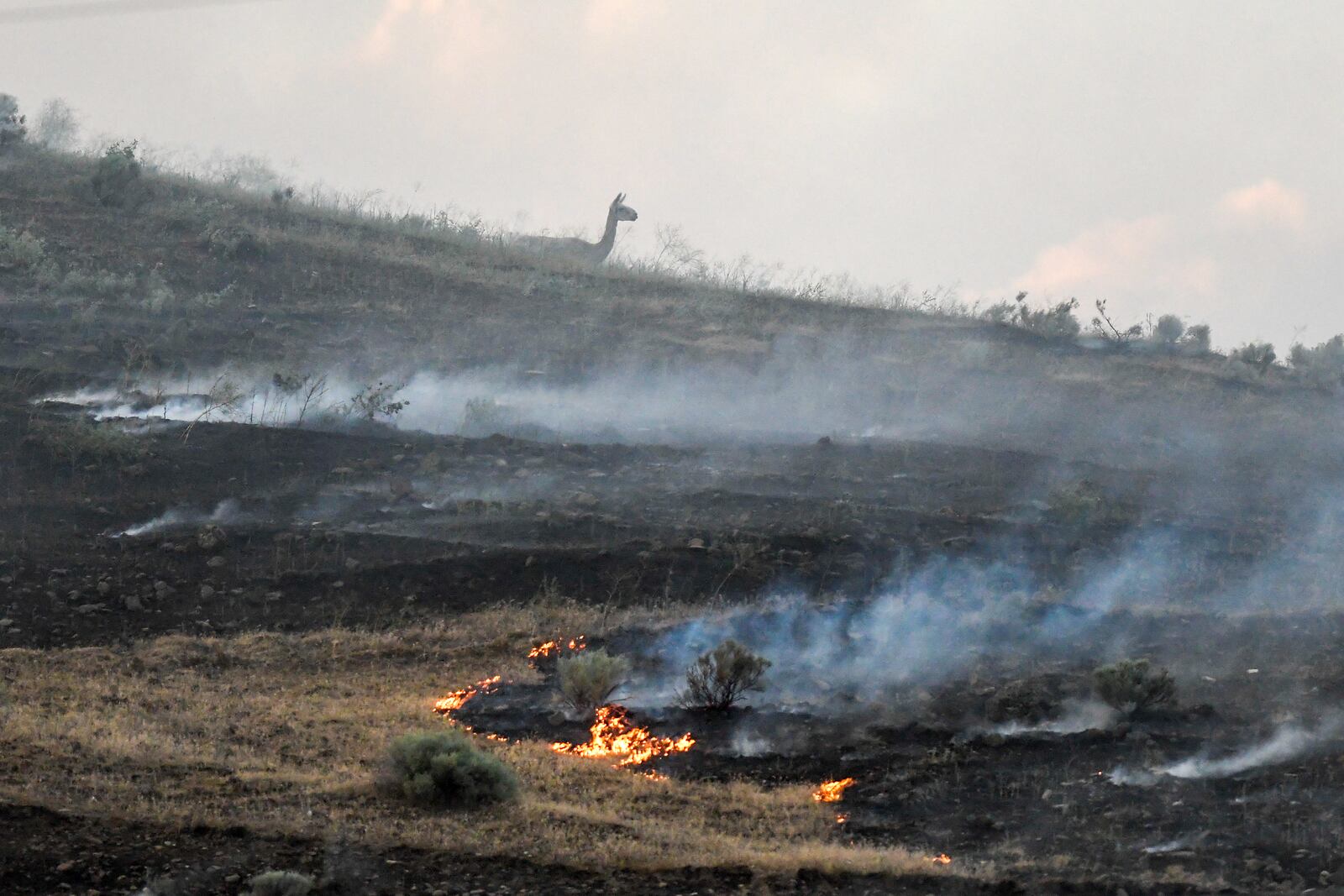 A lama is seen on a hillside as a fire burns along Hatwai road Saturday, May 31, 2025, in north Lewiston, Idaho. (August Frank/Lewiston Tribune via AP)