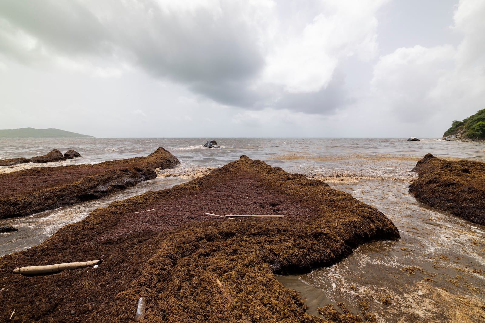 Sargassum gathers off the coast of Playa Lucía, Yabucoa, Puerto Rico, Monday, June 2, 2025. (AP Photo/Alejandro Granadillo)