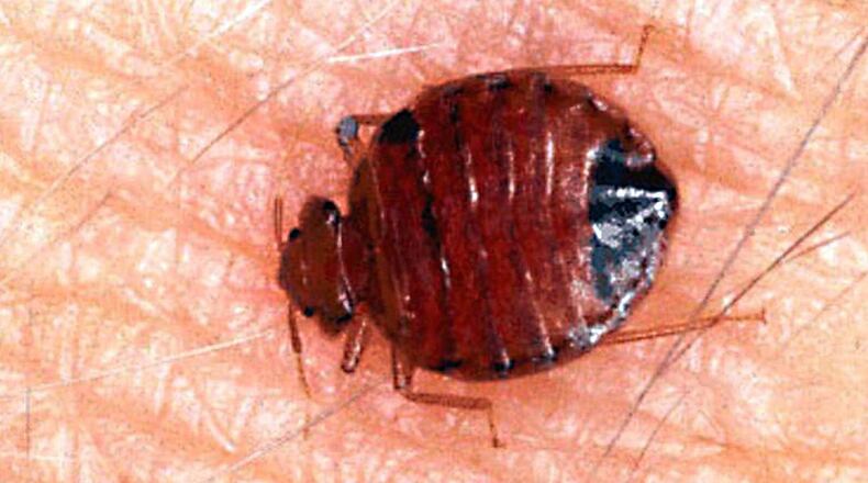 A Middletown man told police someone threw bedbugs into his house while committing vandalism. Here, a common bed bug is shown. (AP Photo/University of Florida, File)