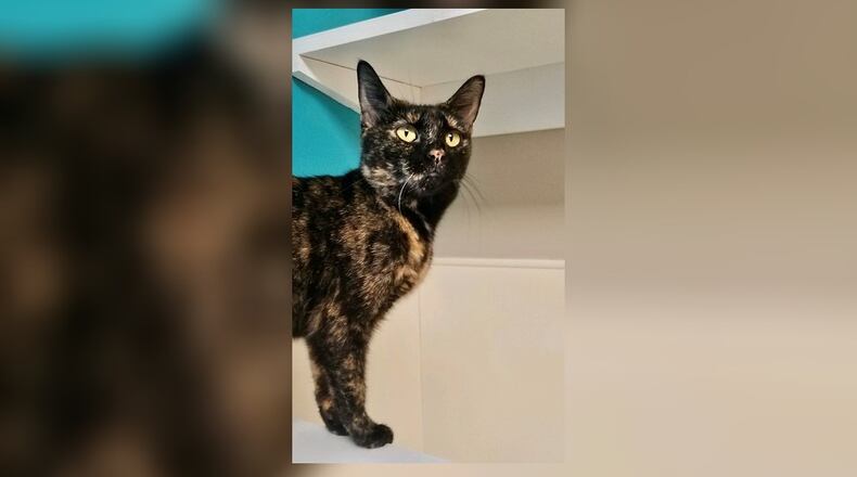 Winnie is a 7-month-old spayed female Torti. She is a beautiful, sweet kitten who is friendly and would do well in just about any home. Winnie is affectionate and loves attention. Come visit her in the Cattery at the Paws Animal Shelter, 1535 West U.S. 36, Urbana. Check out PAWS at www.pawsurbana.com, on Facebook at www.facebook.com/paws.urbana, on Petfinder at petfinder.com or call 937-653-6233. PAWS is in need of volunteers and foster homes. CONTRIBUTED