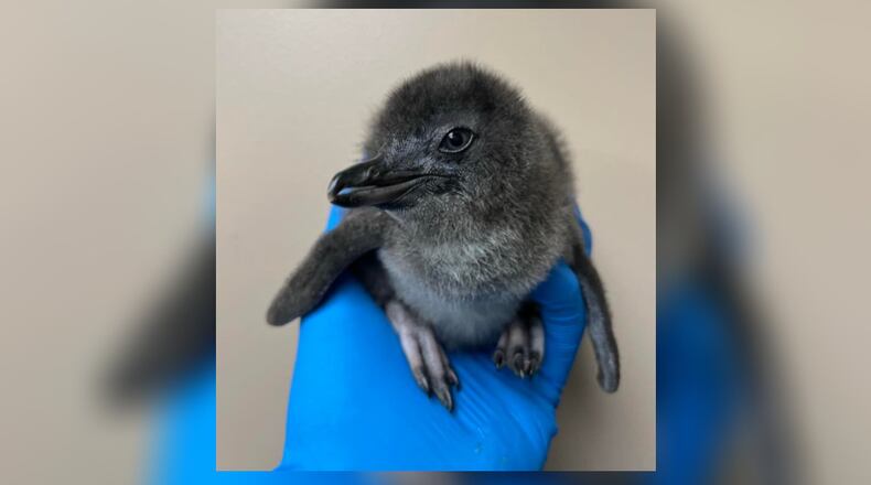 The Cincinnati Zoo and Botanical Garden is naming its little blue penguin chick Rose after Betty White's character on "Golden Girls." Photo courtesy the Cincinnati Zoo and Botanical Garden.