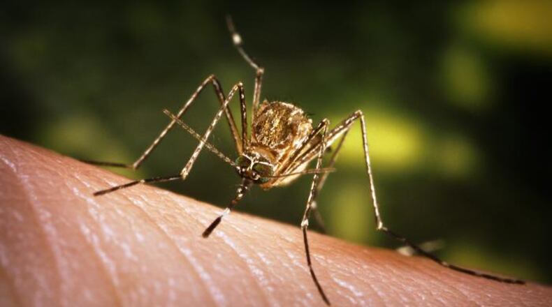 The culex mosquito has been known to carry the West Nile virus. FILE PHOTO