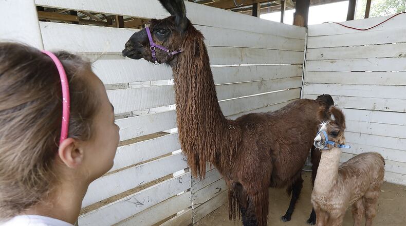 Baby llama Sparky, who is just 1-month-old, stands next to his mother, Natalie, at the Champaign County Fair.