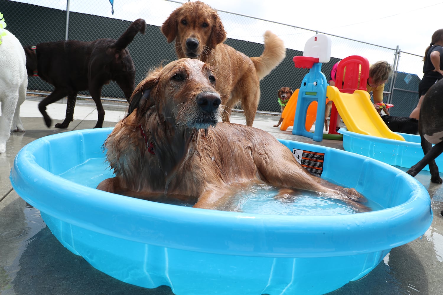 PHOTOS: Doggie Pool Party