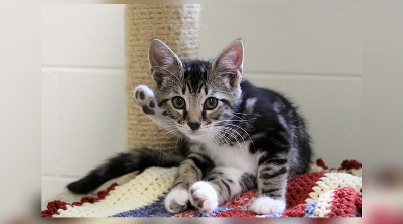 Roscoe was found as a stray in Urbana when he was only 4-weeks-old, way too young to be on his own. He was brought to Paws Animal Shelter and we put him in foster care right away as he needed more hands-on care than we can provide at the shelter. His foster family was wonderful and they put him with two other kittens they were fostering, Maryann and Skipper. The three became best friends and they all are super sweet and loving. They love to play and wrestle with one another and all their new kitten friends in the Kitty Cove where they are currently living. Stop by and meet these adorable kittens and you will want to adopt at least two of them. They are at 1535 West U.S. Highway 36, Urbana. Check out Paws at pawsurbana.com, on Facebook at facebook.com/paws.urbana, on Petfinder at petfinder.com or call 937-653-6233. Paws is in need of volunteers and foster homes. CONTRIBUTED