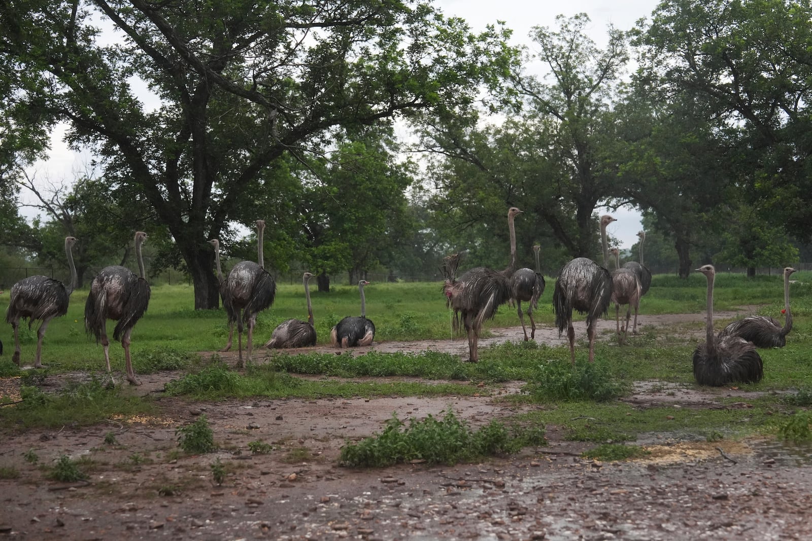 Ostriches appear in a field as rain falls Wednesday, July 9, 2025, as a farm in Bend, Texas. (AP Photo/Joshua A. Bickel)