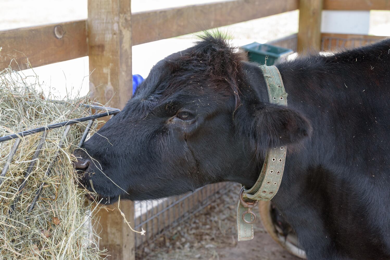 PHOTOS: Wooly Wonders - Spring on the Farm Family Event at Learning Tree Farm