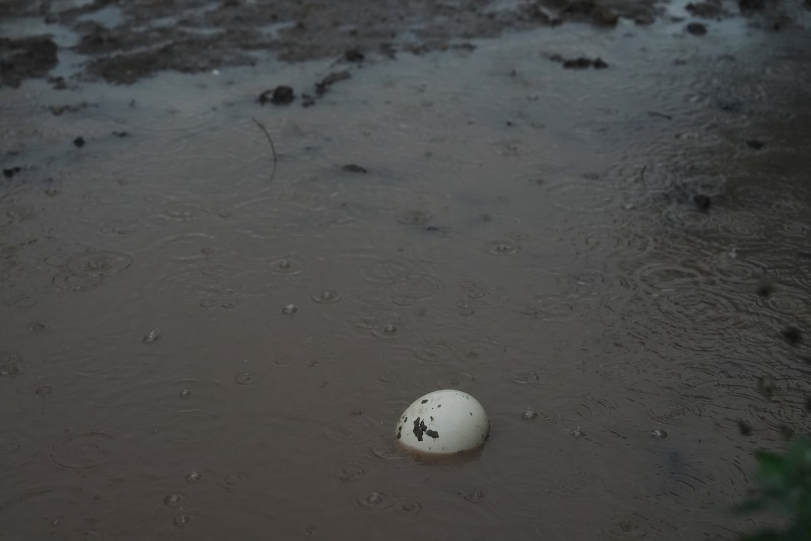 An ostrich egg sits in floodwaters Wednesday, July 9, 2025, at a farm in Bend, Texas. (AP Photo/Joshua A. Bickel)