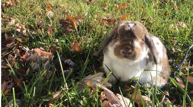 WHEN IN DOUBT, ADOPT A RABBIT. KARIN SPICER