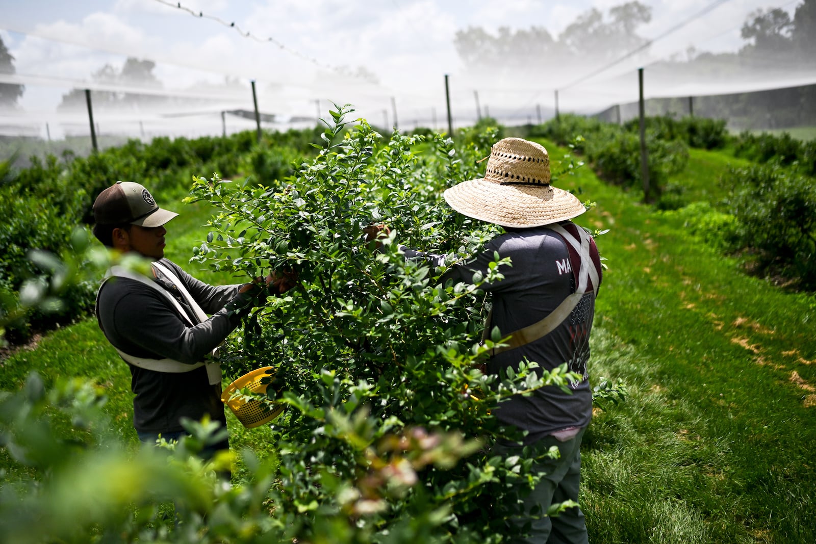 Felix Gutierrez, 43, and Caesar Ayala Gutierrez, 21, pick blueberries in the sweltering heat at Stepping Stone Farms on Monday, June 23, 2025, in Bourbon County, Ky. (AP Photo/Michael Swensen)