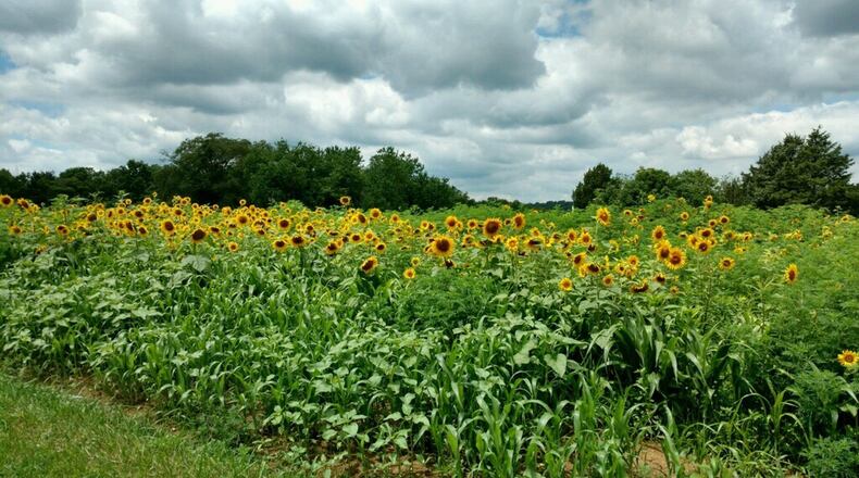 Wild flowers and sunflowers planted as pollinator habitat on a farm in Warren County that has been protected from residential development through a state program.