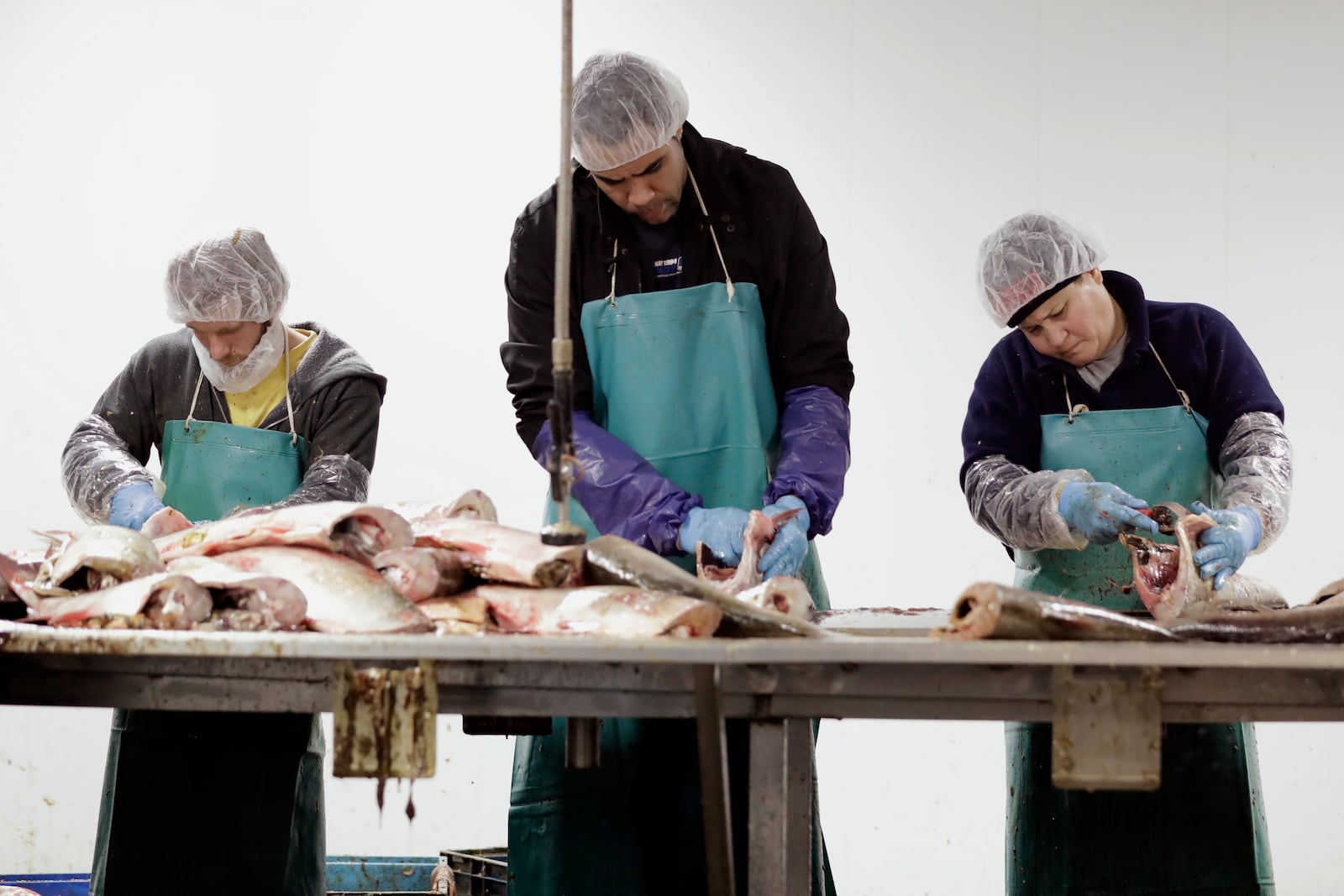 FILE - Asian carp are processed at Two Rivers Fisheries in Wickliffe, Ky, Feb. 11, 2020. (AP Photo/Mark Humphrey, file)
