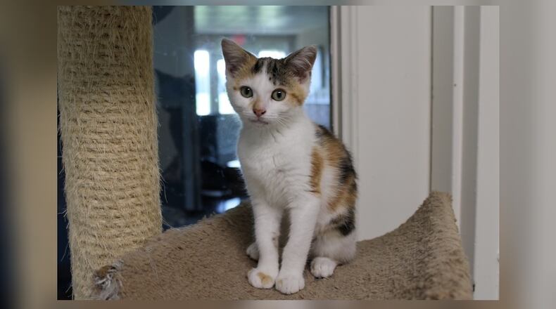 Little April was found at a home in North Lewisburg when she was just 4-weeks-old, young enough that she should have still been nursing off her mommy. The person who found her already had four cats and wasn’t able to take in this little baby, so he brought her to Paws Animal Shelter. April spends her days running around, playing with toys and her kitten friends, and sitting on the window sill watching the birds at the feeder right outside her window. She is especially fascinated by that. Every time I picked her up when I was taking photos she would start purring and snuggle with me. April would be a wonderful addition to virtually any family. Come visit her at 1535 West U.S. Highway 36, Urbana. Check out Paws at pawsurbana.com, on Facebook at facebook.com/paws.urbana, on Petfinder at petfinder.com or call 937-653-6233. Paws is in need of volunteers and foster homes. CONTRIBUTED