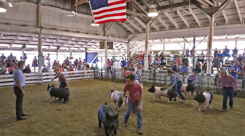 Competitors show their hogs in the Swine Arena on Wednesday, the last day of the fair. BILL LACKEY/STAFF