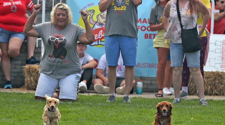 One of the highlights of MustardFEST is the Champion City Wiener Dog Races Saturday, Sept. 17, 2022 at National Road Commons Park in Springfield. BILL LACKEY/STAFF