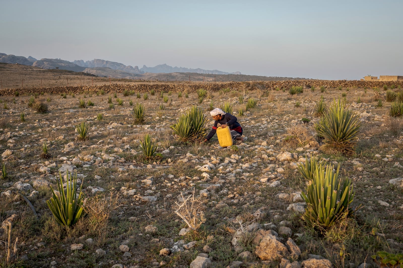 Mohammed Abdullah tends to dragon's blood tree saplings at the Keybani family nursery on the Yemeni island of Socotra, Sept. 18, 2024. (AP Photo/Annika Hammerschlag)
