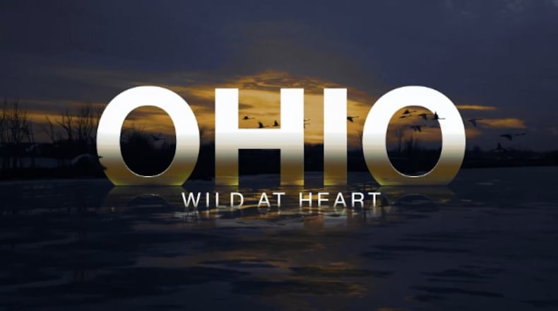 “Ohio Wild at Heart” is showing at the Cincinnati Museum Center’s OMNIMAX theater. CONTRIBUTED
