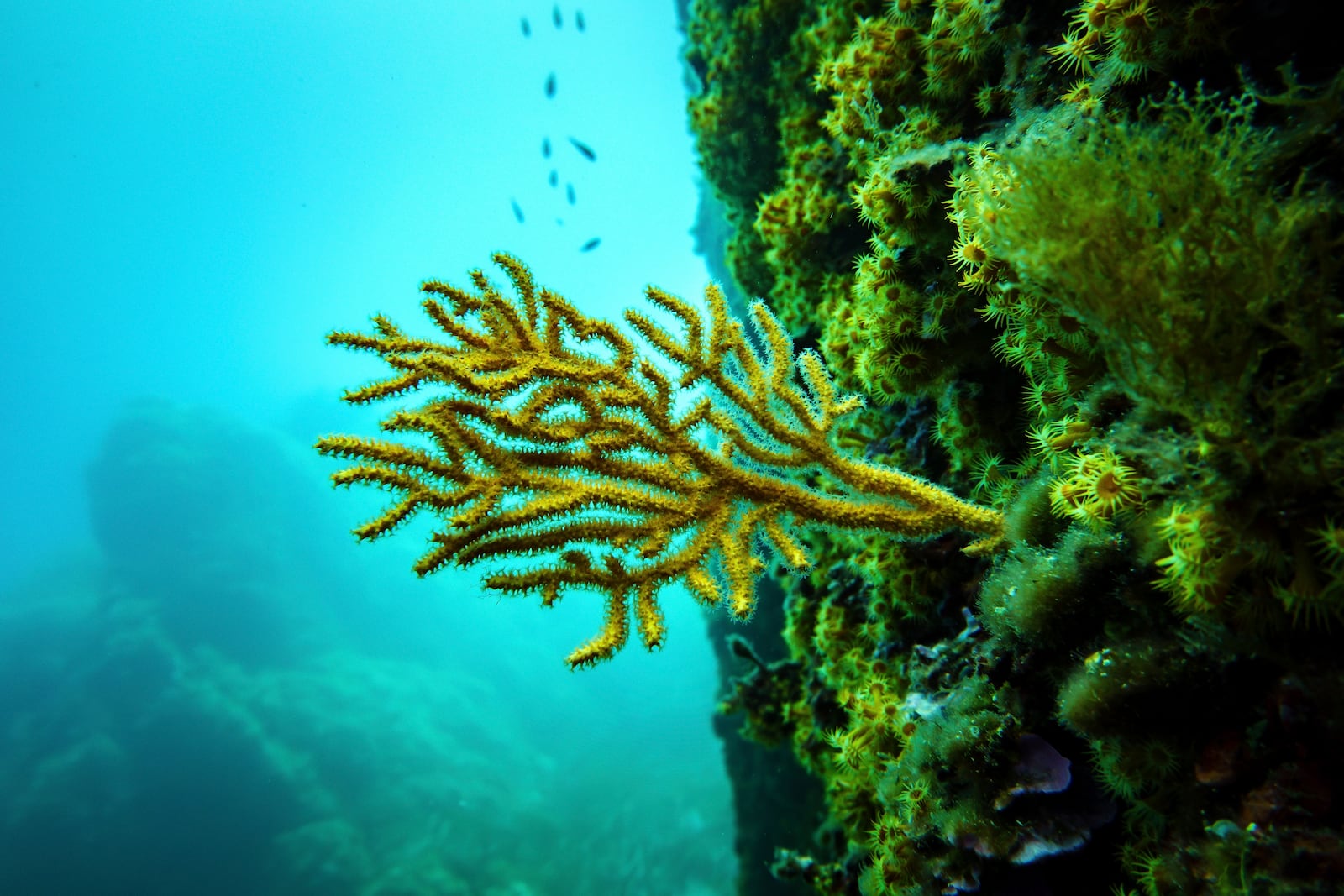 Coral is visible in the protected area of France's Porquerolles National Park ahead of the U.N. Ocean Conference on Friday, June 6, 2025. (AP Photo/Annika Hammerschlag)