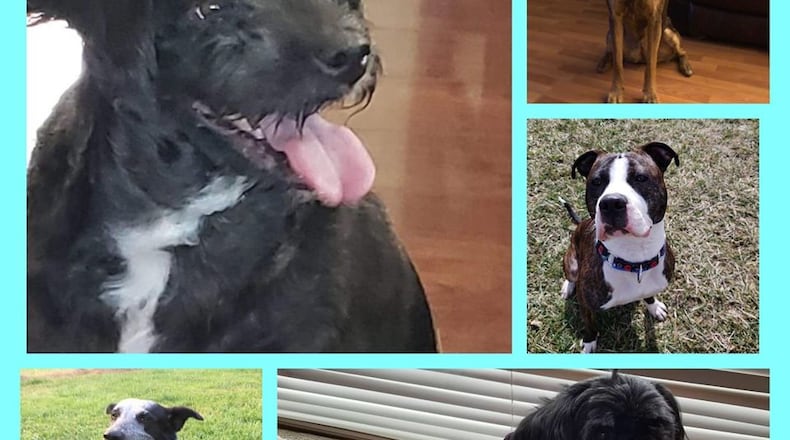 HALO K9 Behavior Consultation will hold a virtual adoption event from 11 a.m. to 1 p.m. Saturday, March 20/