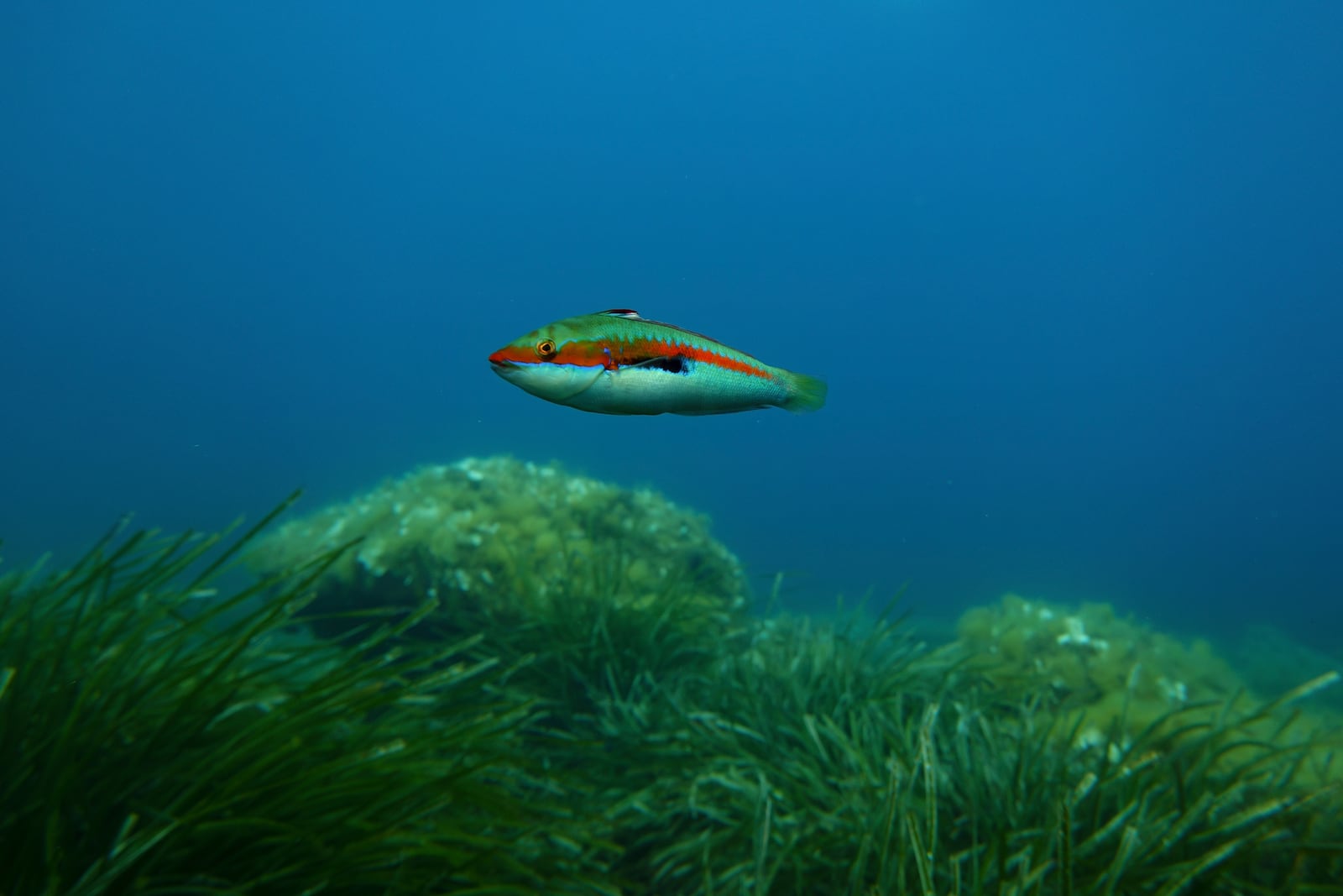 A rainbow wrasse swims in the protected area of France's Port-Cros National Park ahead of the U.N. Ocean Conference, Saturday, June 7, 2025, (AP Photo/Annika Hammerschlag)