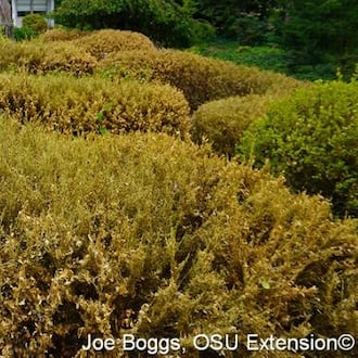 A heavy infestation of boxtree moth can eat all of the foliage quickly. Inspect plants early to prevent this damage.