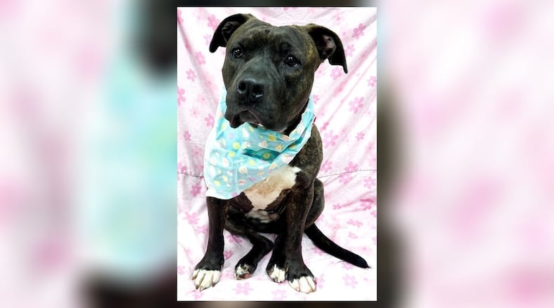 Meet Lydia. She is a 50 lb., approximate 2 ½-year-old, Staffordshire Terrier. She seems a little shy at first. However, after getting to know you she shows you how fun and loving she can be. She loves to cuddle, gets the zoomies and wants to play. We have not seen any issues with other dogs here at the shelter but, we do recommend a meet-n-greet, prior to adopting. Her adoption fee this week is $111, as she is the pet of the week. That includes her spay, vaccinations, heartworm test, microchip, dog license, and a free vet check. If you are interested in meeting Lydia, call 937-521-2140. Clark County Dog Shelter is at 5201 Urbana Road, Springfield. CONTRIBUTED