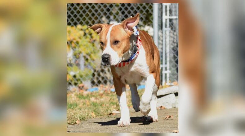 Gus is a happy sort of fellow who is thrilled to see anyone who comes to visit. Gus is maybe 1.5 years old (guesstimate) and is ready to be a lifetime pal. Gus is neutered, vaccinated, microchipped, vet checked and licensed and can be yours for $22 as he is the Pet of the Week. Adoption fee includes his vaccines, microchip, dog license and a free vet check. Gus is at the Clark County Dog Shelter, 5201 Urbana Road, Springfield. Call 937-521-2140 or visit www.facebook.com/clarkcountydogshelter for more information. CONTRIBUTED