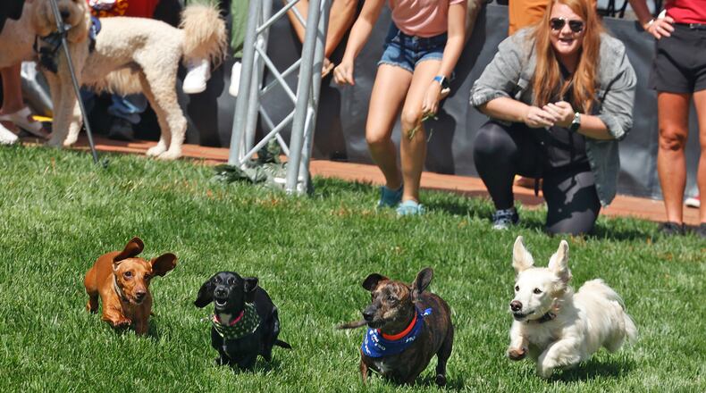 Hundreds of race fans gather around the track to watch the Wiener Dog Races, one of the highlights of MustardFEST at National Road Commons park in downtown Springfield Saturday, Sept. 16, 2023. This year's races featured 45 dachshunds competing for the coveted title of Champion City Wiener Dog Champion. BILL LACKEY/STAFF