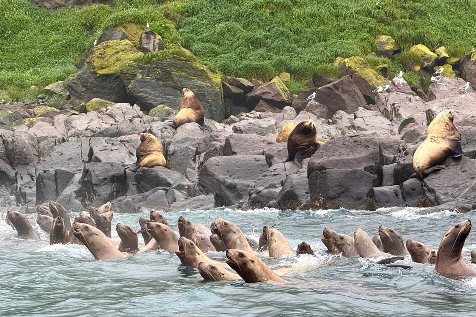 Steller sea lions swim during a tsunami approaching the shore of the Antsiferov Island located in the northern Kuril Islands chain in the Sea of Okhotsk, Russia, Wednesday, July 30, 2025. (AP Photo/Nikita Sinchinov)