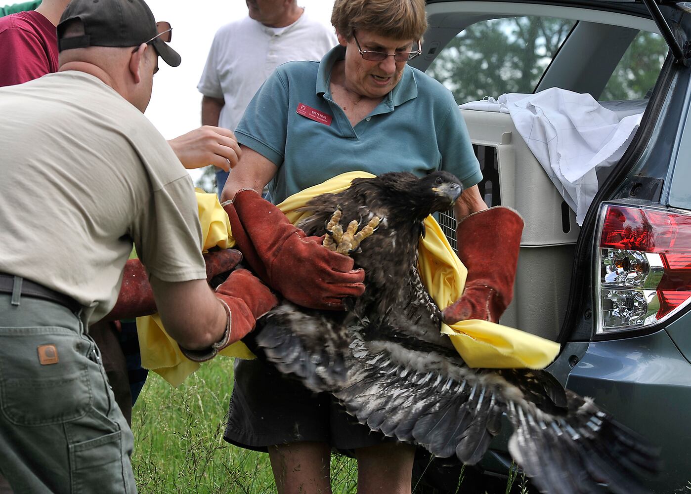 Young Bald Eagles Returned to Nest