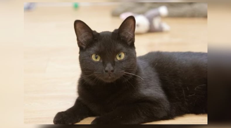Meet Kipper! Kipper was found in a tote with 10 other kittens who were abandoned at Paws Animal Shelter. They obviously had a horrible start in life and as a result they were a little more scared than our typical kitten, but we worked with them so they were as friendly as the others in no time. Kipper is all grown up now and is a very nice cat, so we don’t know why she hasn’t found a family yet. We play every week and she immediately starts purring and loving on me. She lays on my lap on her own for some time before she just has to get up and start playing again. Kipper is the last one left of the “tote kittens” so we’d love to see her adopted soon. Come visit her at the Paws Animal ShelterPaws Animal Shelter, 1535 West U.S. Highway 36, Urbana. Check out Paws at pawsurbana.com, on Facebook at facebook.com/paws.urbana, on Petfinder at petfinder.com or call 937-653-6233. Paws is in need of volunteers and foster homes. CONTRIBUTED