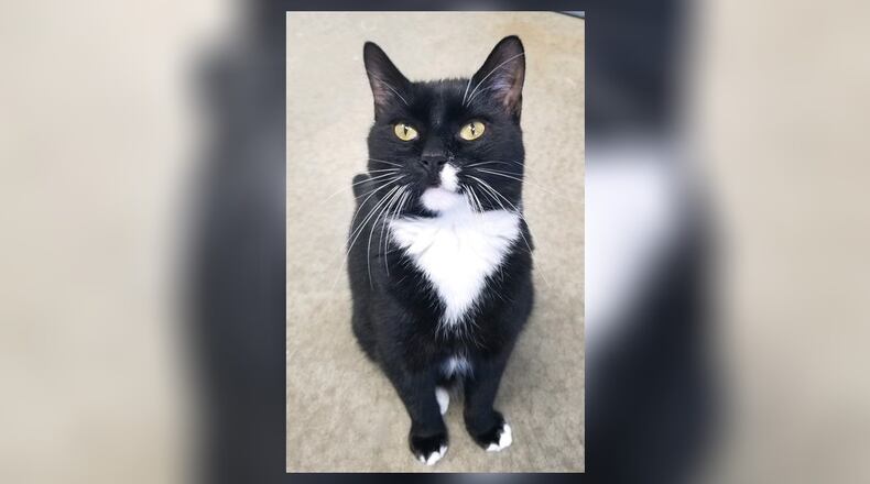 Sylvester is a 2-year-old neutered black and white tuxedo. Sylvester is very friendly, loves to play and get attention from people. Come meet him in the Kool Kats room at the Paws Animal Shelter, 1535 West U.S. Highway 36, Urbana. Check out PAWS at pawsurbana.com, on Facebook at facebook.com/paws.urbana, on Petfinder at petfinder.com or call 937-653-6233. PAWS is in need of volunteers and foster homes. CONTRIBUTED