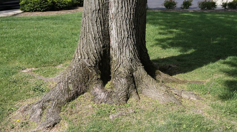 The root flare is the part of the tree where the roots transition into trunk. The root flare should be at or slightly above ground level. CONTRIBUTED