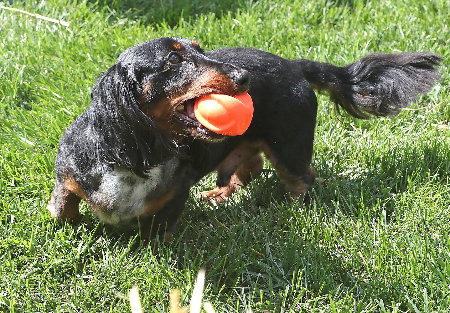 092021 Weiner Dogs SNS