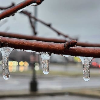 Ice on a Middletown tree Feb. 6, 2025. NICK GRAHAM, STAFF